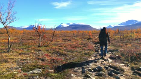 hiker in abisko national park walking away from camera and out into a beautiful scenic autumn alpine landscape with snow covered mountains in the distance