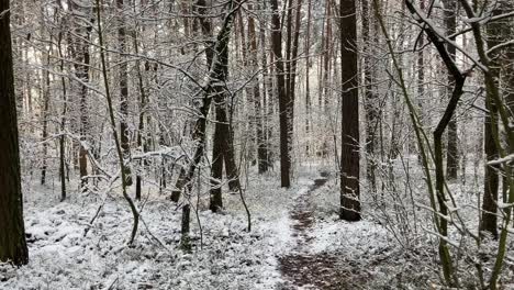 camino en el bosque cubierto de nieve en un día soleado de invierno