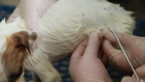 Close-up-of-a-veterinarian-removing-ticks-from-a-cute-puppy