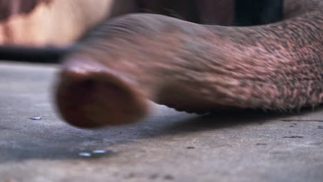 Prehensile-and-flexible-elephant-trunk-writhing-on-concrete-platform