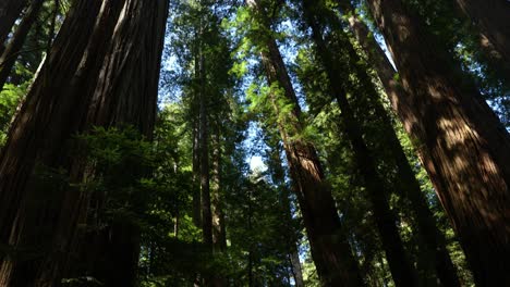 altos árboles de secuoya de madera roja en el parque nacional de california, inclinados hacia abajo