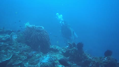 A-diver-is-swimming-with-the-fishes-under-water,-exploring-their-world-in-slowmotion,-copy-space