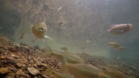 El-Parque-Nacional-Kaeng-Krachan-Es-El-Hogar-De-Muchos-Animales-Salvajes-Fantásticos-Y-Los-Arroyos-Son-Una-Fuente-De-Vida-De-Agua-Dulce-Para-Que-Los-Animales-Beban-Y-Los-Peces-Naden.