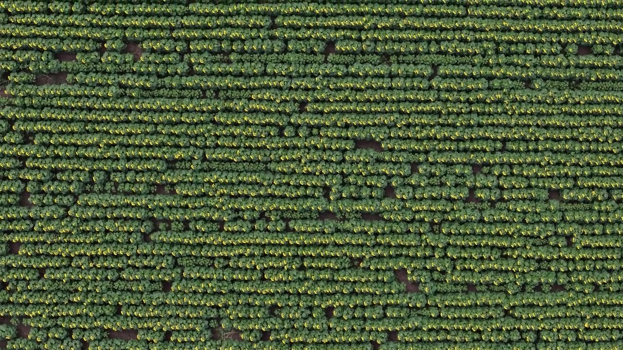 An aerial top-down view shows perfectly aligned rows of blooming sunflowers across a vast agricultural field during the summer.