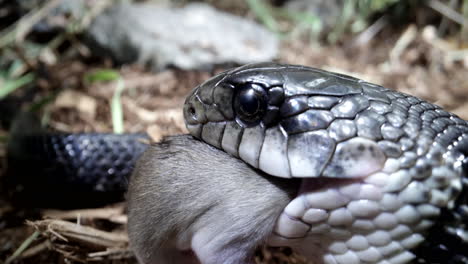 serpiente rata negra comiendo un ratón a cámara lenta