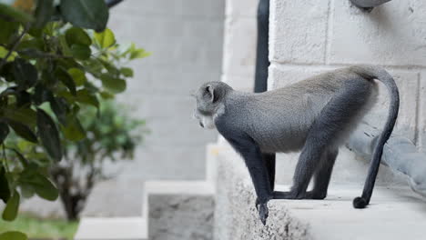 Sykes'-monkey-gazing-and-walking-in-a-residential-area