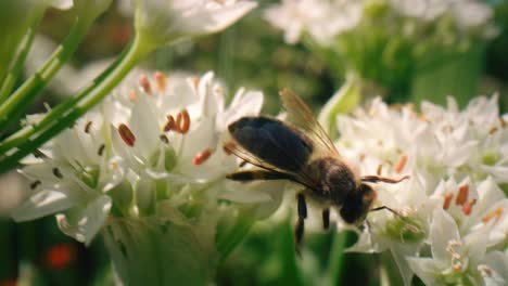 Honigbiene-Läuft-Auf-Einer-Blüte-Und-Sucht-Nach-Pollen