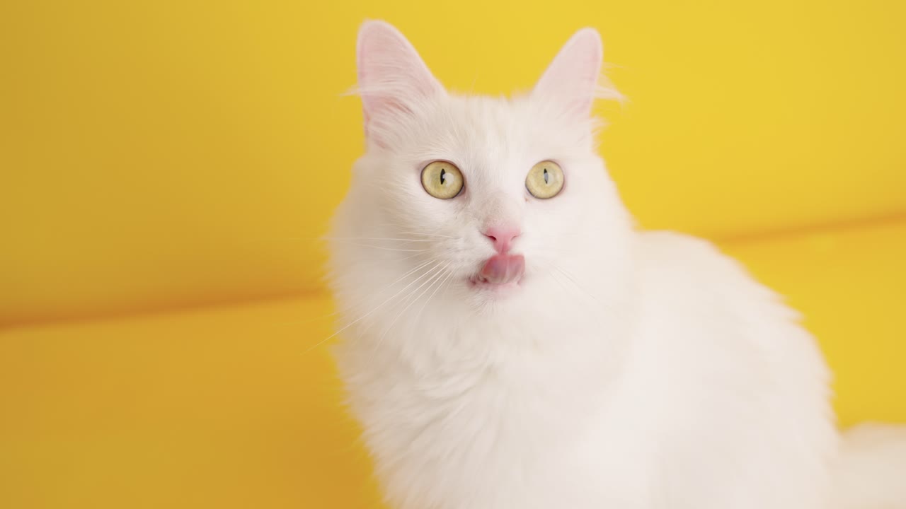 White turkish angora cat posing on yellow background