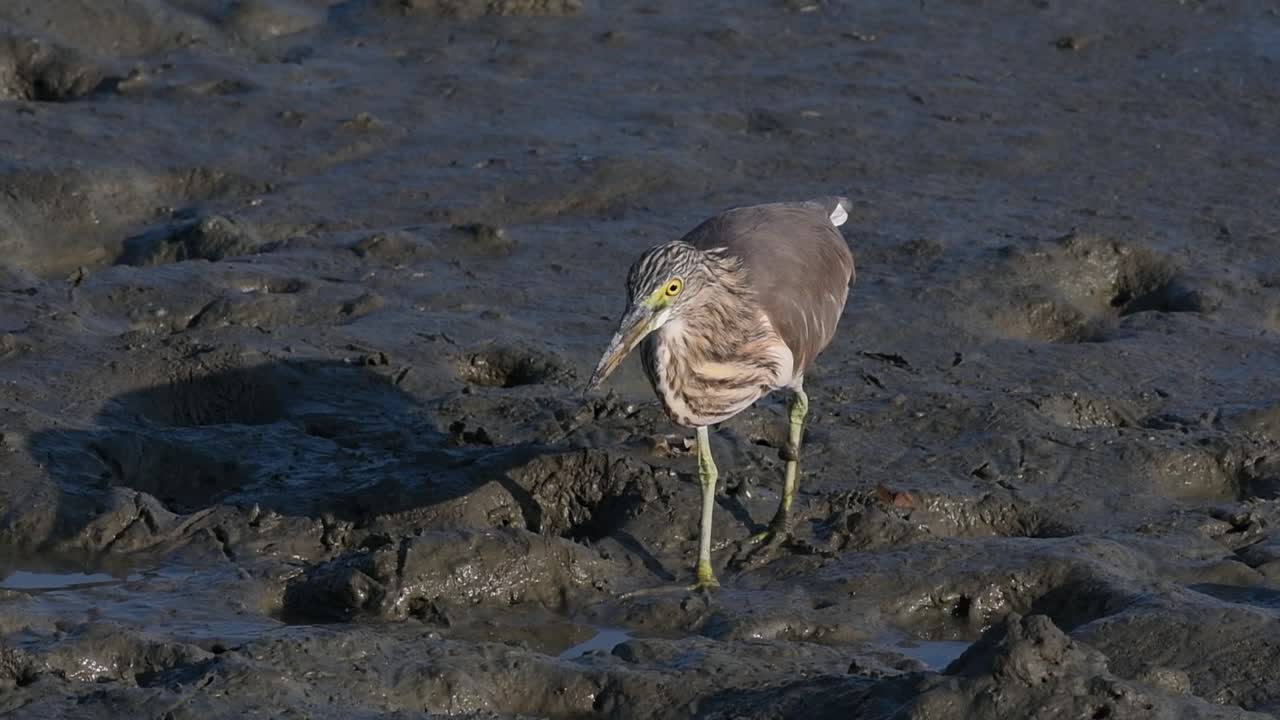 una de las garzas de estanque encontradas en tailandia que muestran diferentes plumajes según la temporada