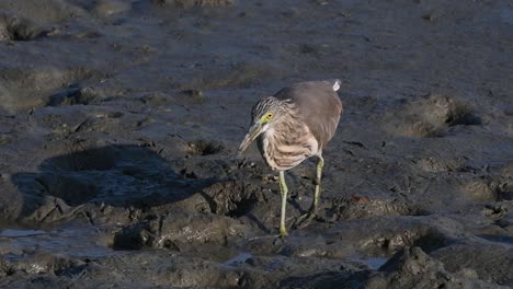 una de las garzas de estanque encontradas en tailandia que muestran diferentes plumajes según la temporada