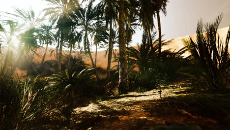 the palms oasis trail is one of many popular hikes in national park