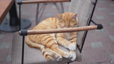 orange cat sleeping in a cafe chair