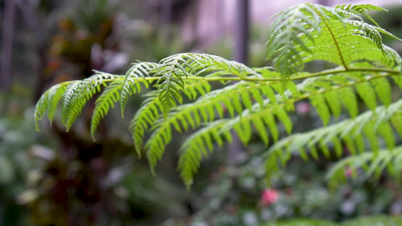 Bellissime foglie verdi che ondeggiano al vento nella giungla tropicale della foresta pluviale in Portogallo