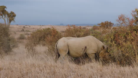 Rinoceronte-Negro-Alimentándose-En-Bush-En-Kenia-En-áfrica---Ancho