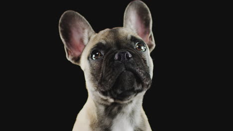 studio portrait of french bulldog puppy against black background