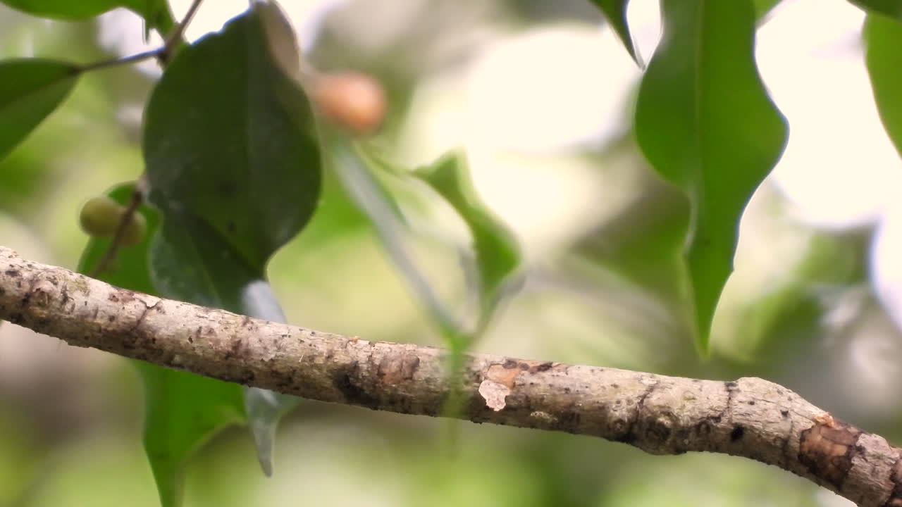 Moonwalking bird sits on branch and flies off