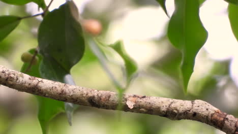 moonwalking bird sits on branch and flies off