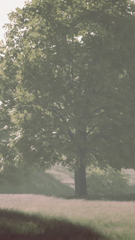 a single tree in a field of grass with fog in the background