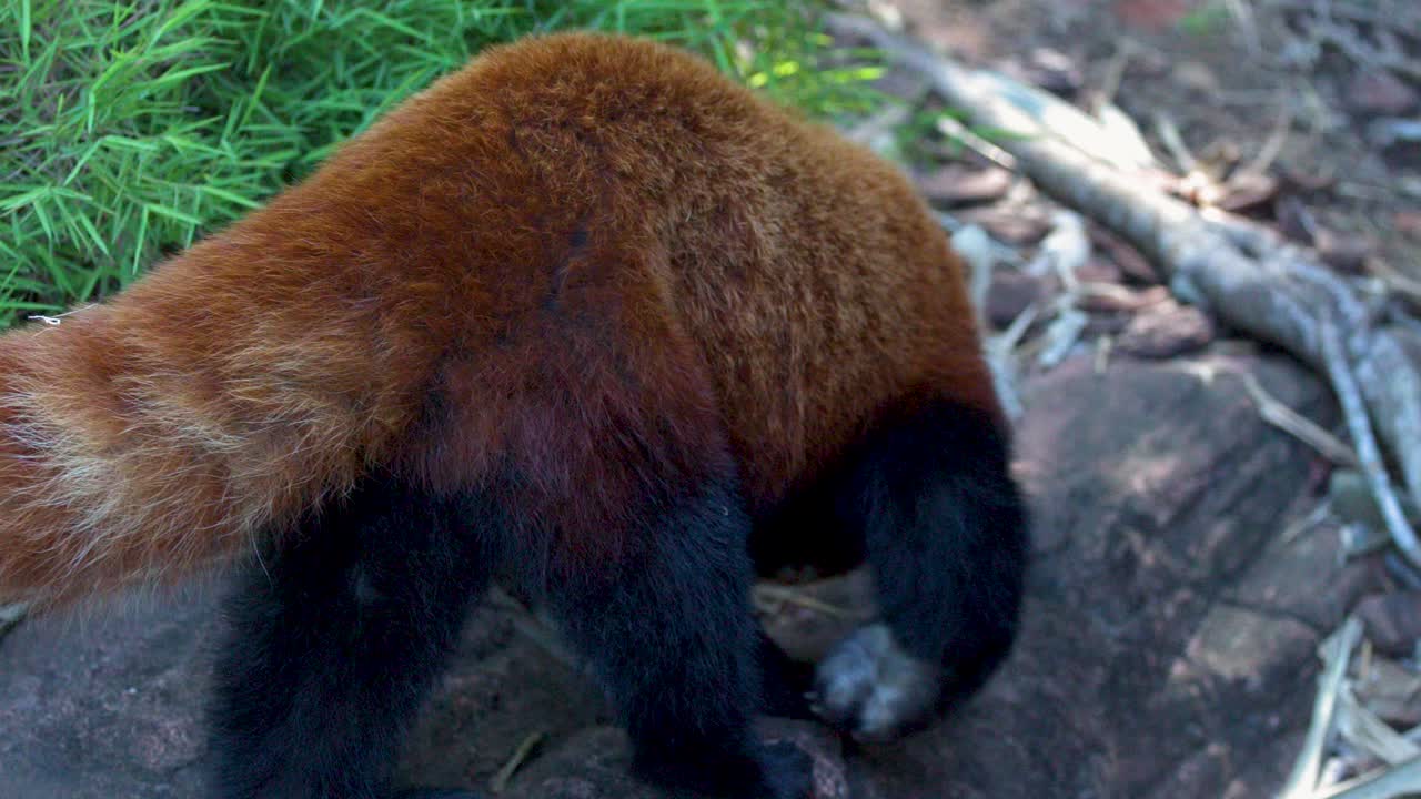 Un panda rosso cammina dal fogliame verde di bambù su terreno roccioso sotto una luce diurna intensa.