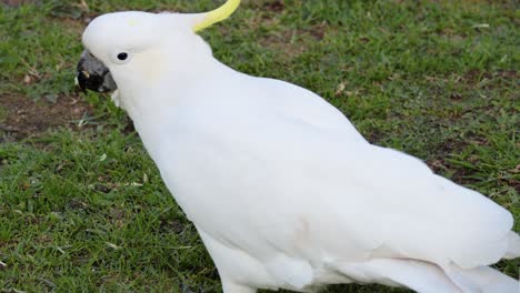 a cockatoo eating fruit on grass