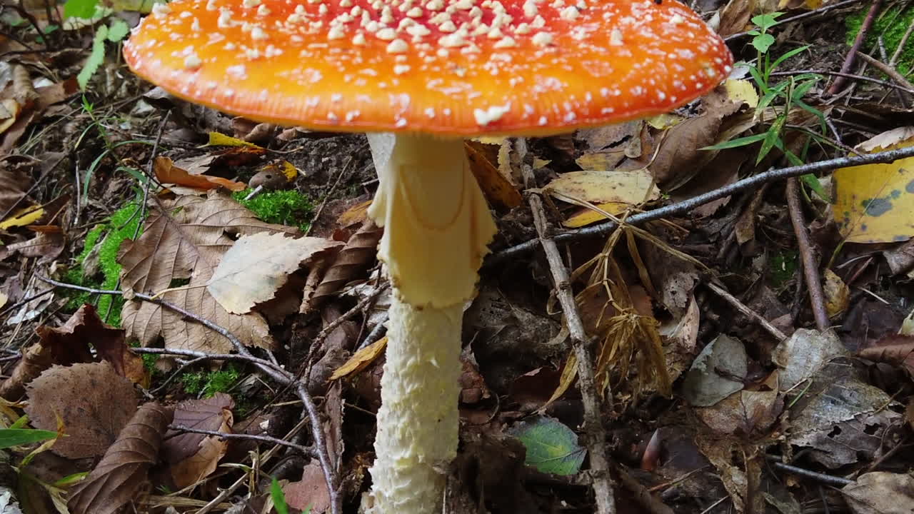 Amanita muscaria mushroom