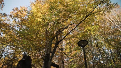 Copas-De-Los-árboles-De-Otoño-Naranja-En-Un-Bosque-Serbio