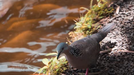 Pigeon-by-water-feeding-by-fish-in-water