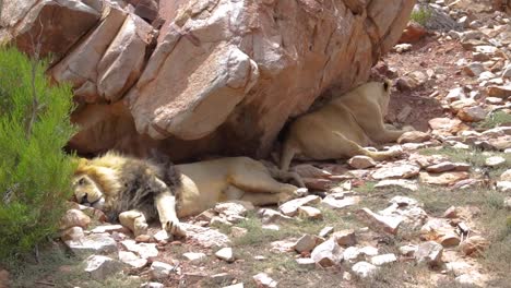 Lion-falling-over-for-a-relaxing-break