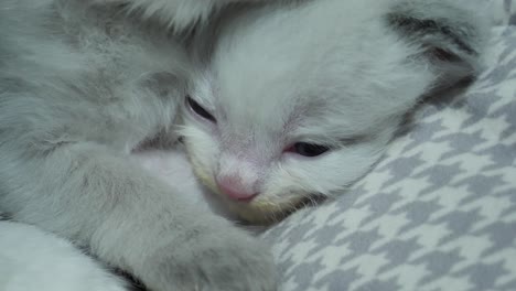 acurrucarse: gatitos recién nacidos acurrucarse