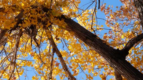 otoño escénico a lo largo del valle del río arkansas en el sur de colorado