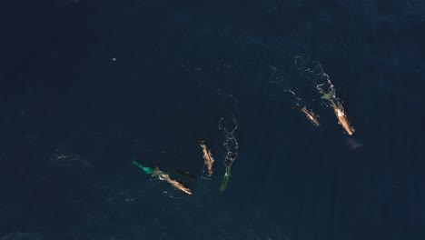 top down angle drone clip with of a whale family of six, swimming together in the dark blue ocean in madeira