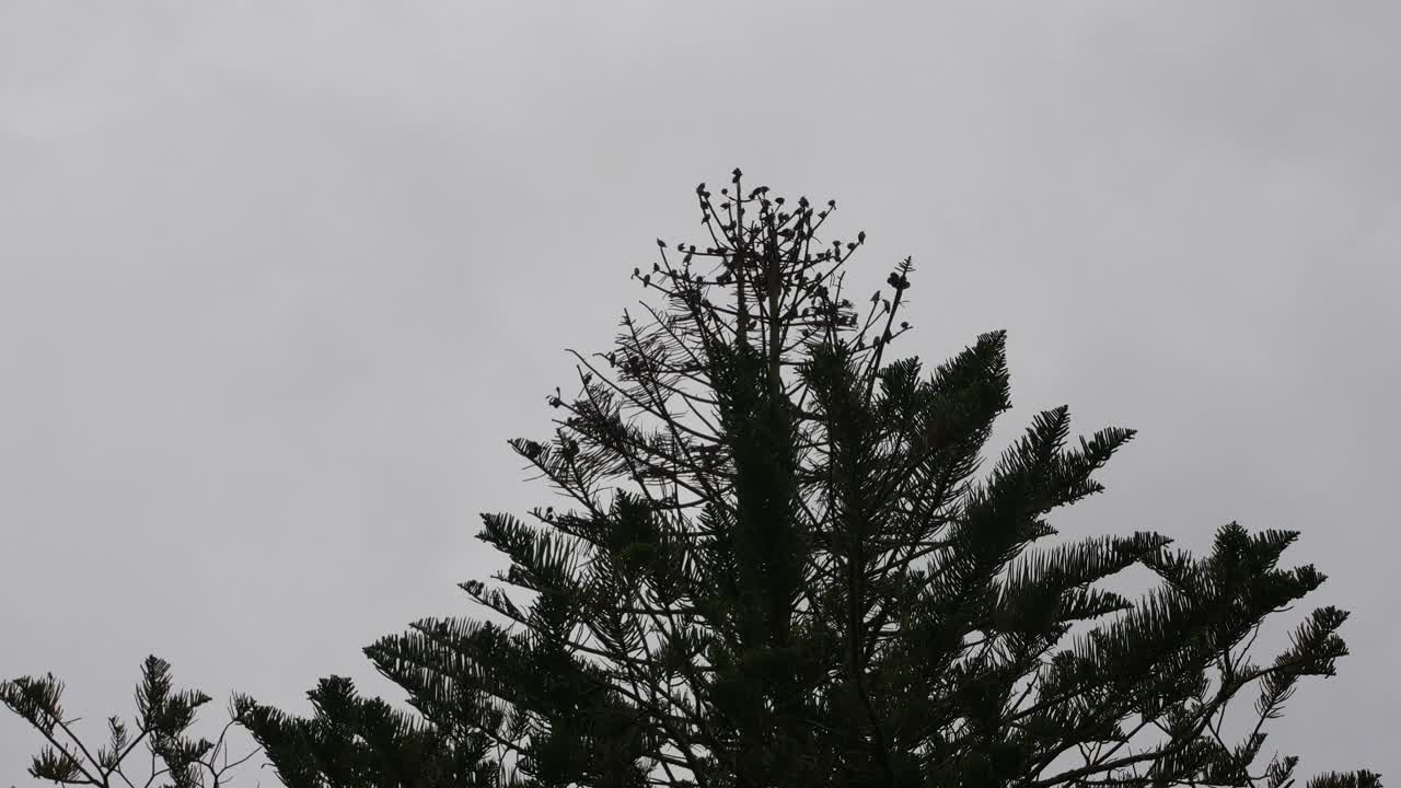 A lot of birds on a tree. 4k25fps