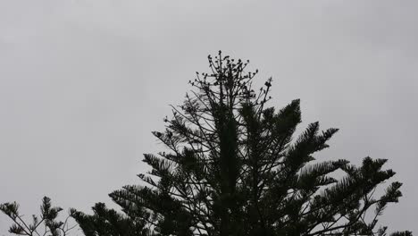 a lot of birds on a tree. 4k25fps