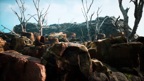 Campo-De-Piedra-De-Lava-Con-árboles-Y-Plantas-Muertas