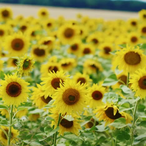 Feld-Mit-Schönen-Gelben-Sonnenblumen