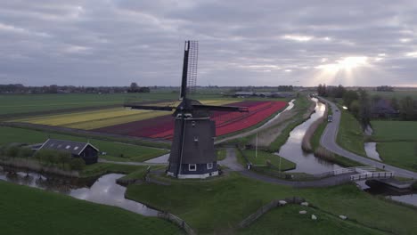 Iconic-dutch-windmill-Veenhuizer-near-tulip-field-during-sunrise,-aerial