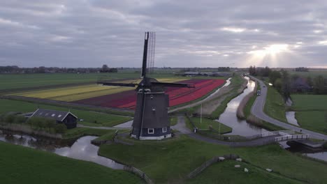 icónico molino de viento holandés veenhuizer cerca del campo de tulipanes durante el amanecer, aero