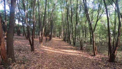 Un-Paseo-Tranquilo-En-El-Exuberante-Bosque-Verde-De-Niligri,-India-En-Un-Día-Soleado---Lapso-De-Tiempo