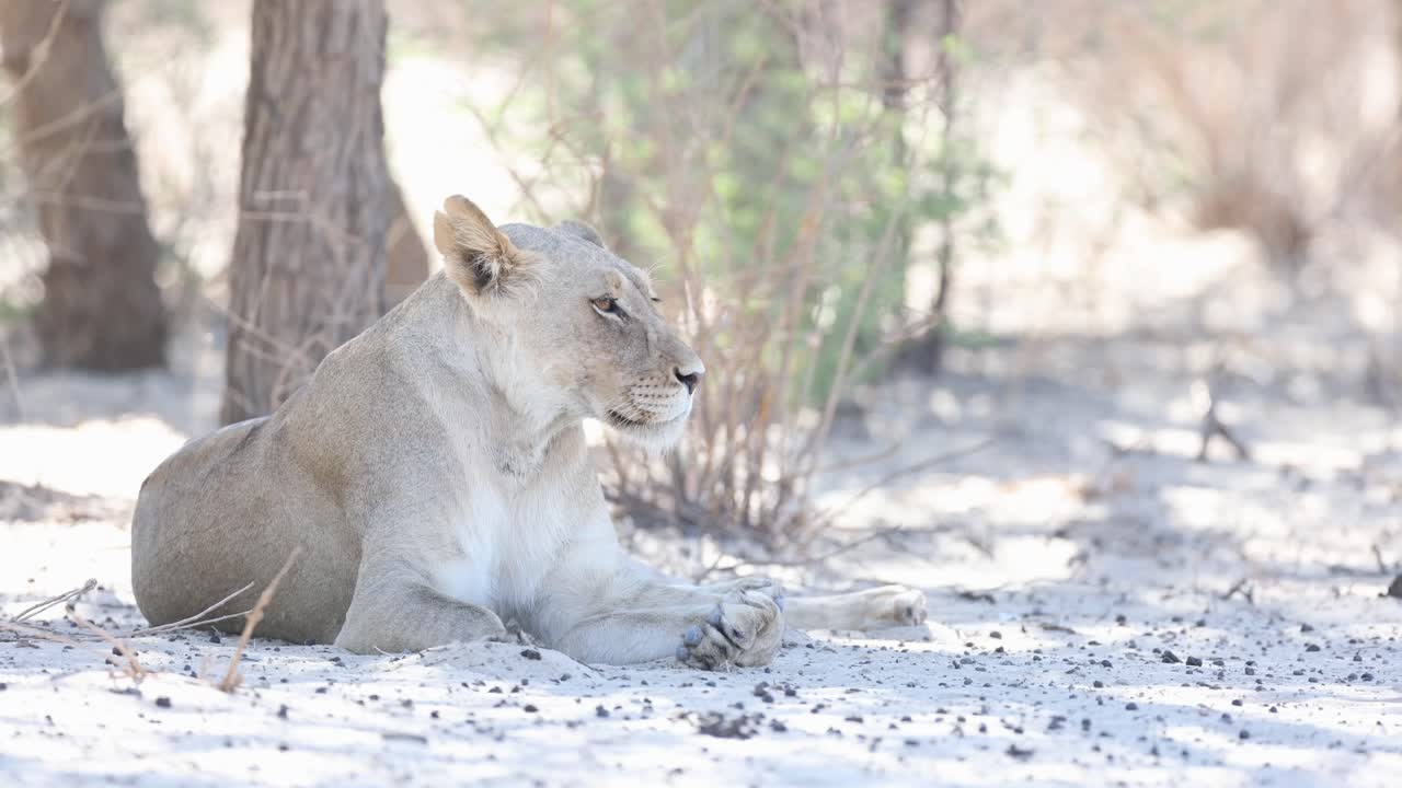 Medium shot of a lioness lying in the shade in the sand while suddenly looking over her shoulder, Kgalagadi Transfrontier Park