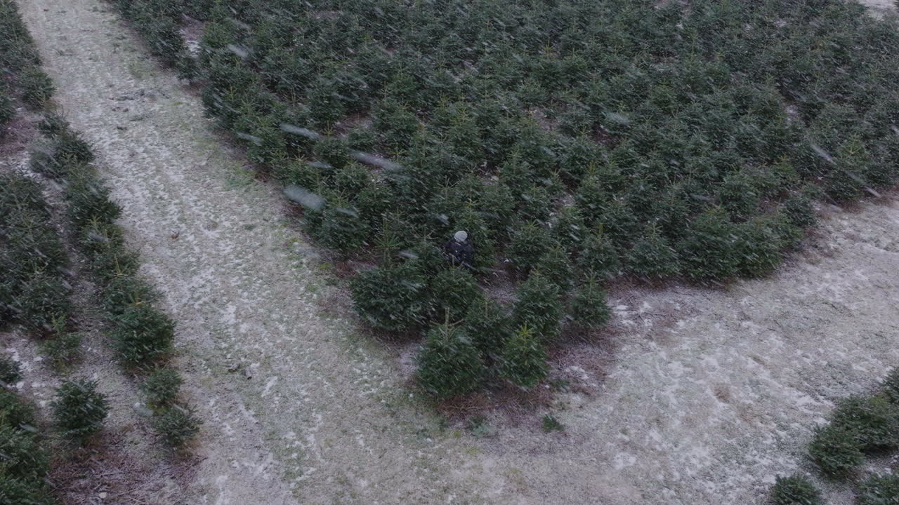 copos de nieve cayendo sobre la plantación de árboles de navidad con trabajadores durante el invierno.