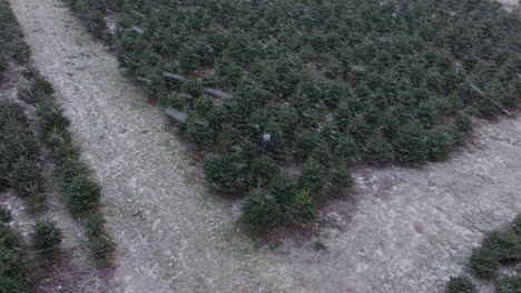 Schneeflocken-Fallen-Im-Winter-Auf-Die-Weihnachtsbaumplantage-Mit-Arbeiter