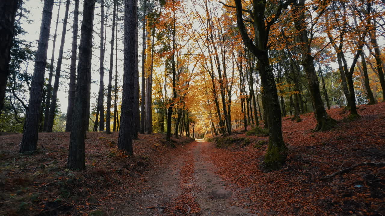 Trail in an Orange Autumn Fall Mountain with Deciduous Leaves