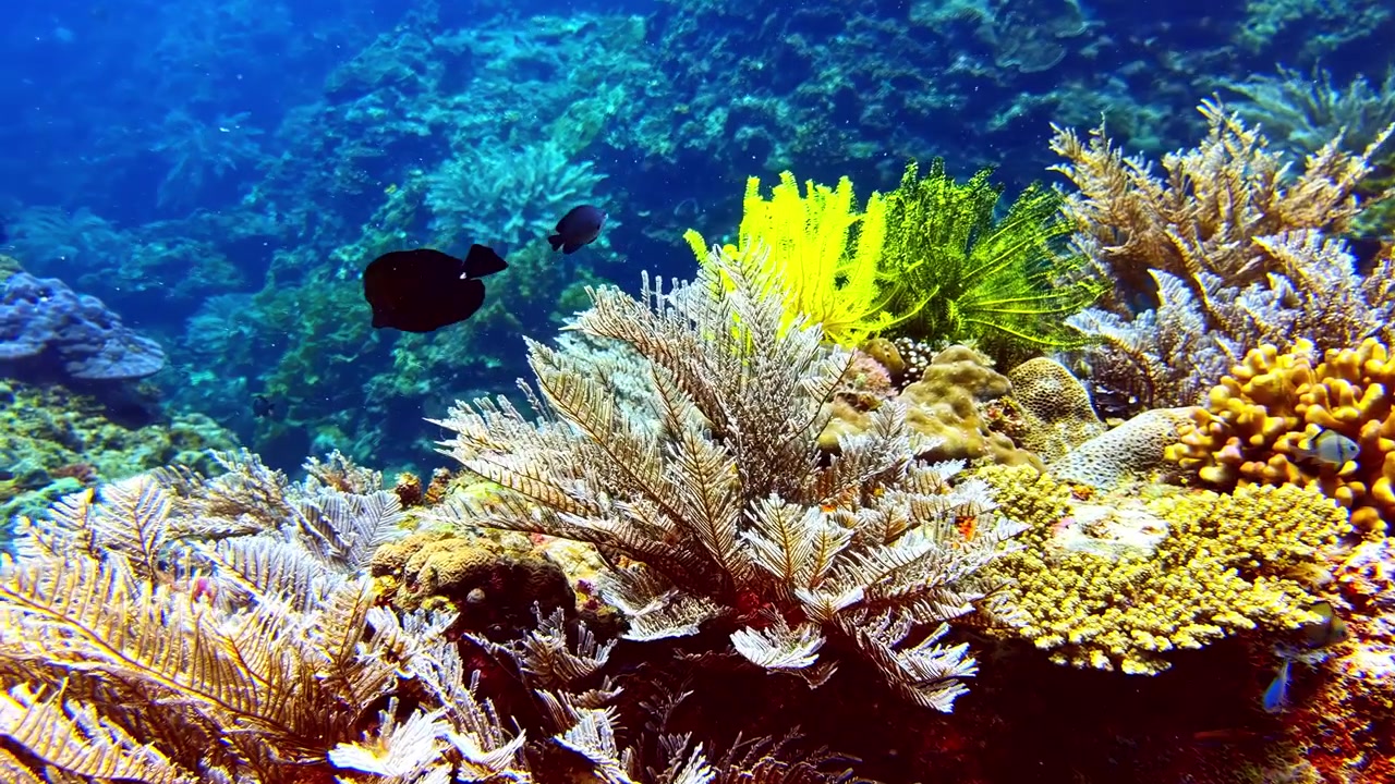 Peces tropicales nadando pacíficamente sobre un vibrante arrecife de coral rebosante de biodiversidad marina