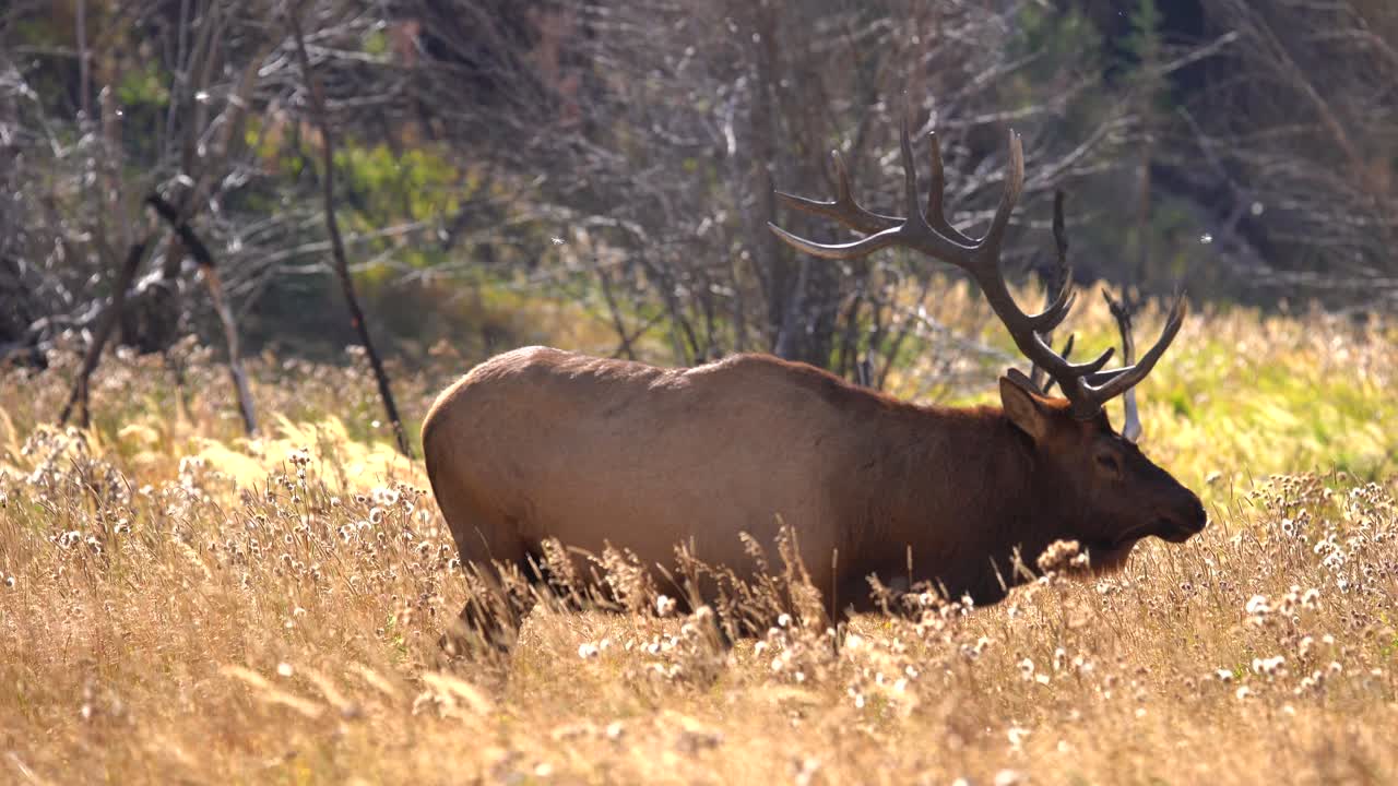 alces toros en las montañas rocosas durante la rutina de los alces de 2021