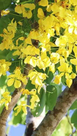 yellow flowers blooming on a sunny day