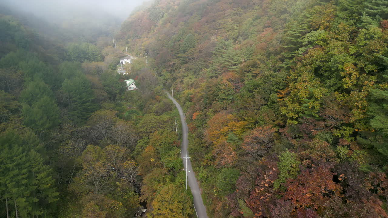 A drone shot moving downwards along a desolate, misty road surrounded by bright autumn trees and thick fog