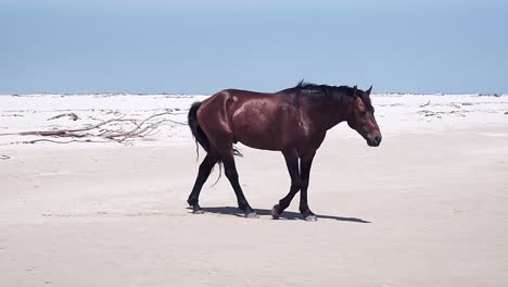 Un-Caballo-Marrón-Salvaje-En-Una-Playa