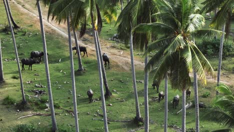 High-angle-zoom-shot-of-water-buffalo-grazing-and-walking-on-green-grass