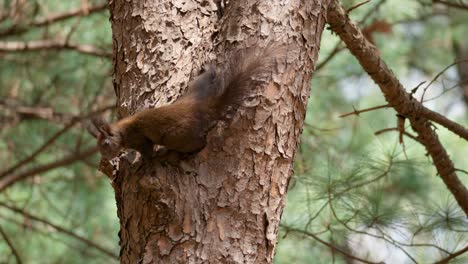 eurasian gray squirrel sciurus vulgaris climbing on an old pine tree trunk in korea