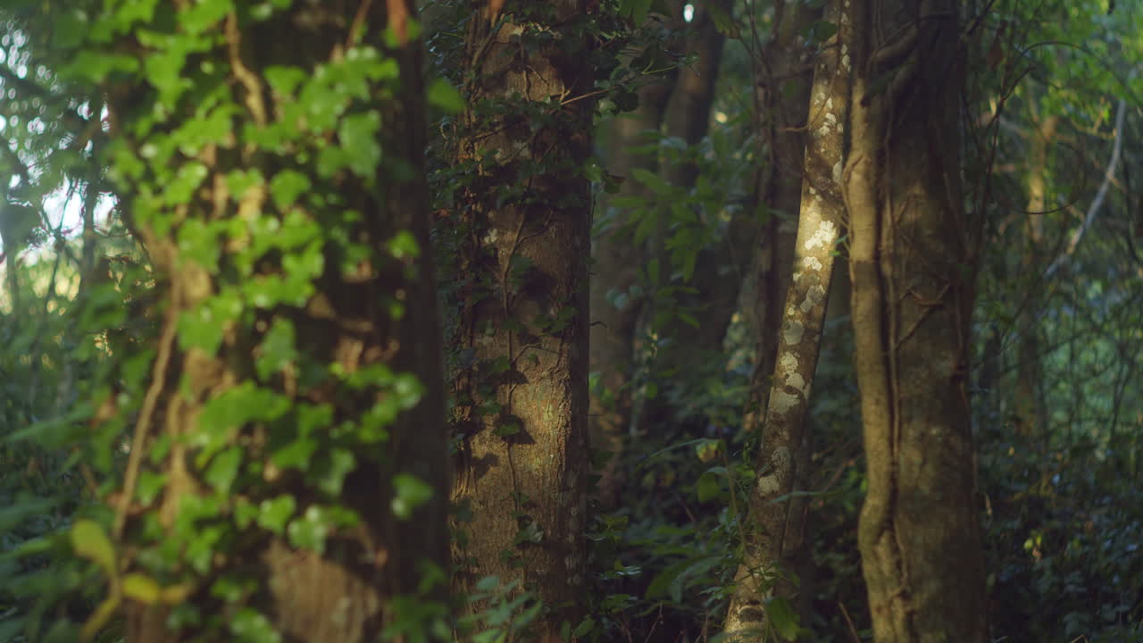 太阳照耀着绿色的葡萄树, 在英格兰的泰希迪公园的树上爬行